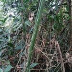 Adenia cissampeloides Bark