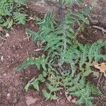 Sisymbrium orientale Folha