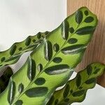 Calathea lancifolia Hoja