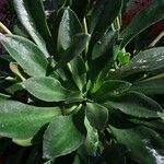 Lewisia cotyledon Hoja