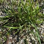 Avenula pubescens Leaf