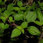 Heterotis rotundifolia Лист