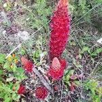 Orobanche foetida Celota