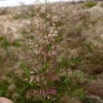 Eragrostis tenella Flower