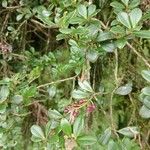 Vaccinium vitis-idaeaList