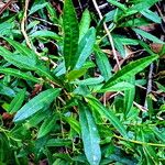Beyeria viscosa Hoja
