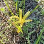 Sternbergia colchiciflora Blodyn