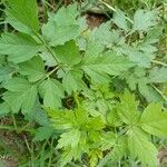 Cardiospermum halicacabum Leaf