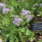 Polemonium boreale Celota