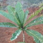 Pycnandra sessilifolia Leaf