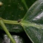Piper urophyllum Diğer