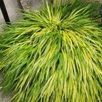 Hakonechloa macraLapas