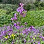 Lunaria rediviva Egyéb