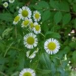 Erigeron strigosus Muhl. ex Willd.Flower