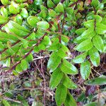 Vaccinium ovatum Folio