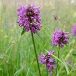 Stachys officinalisFlower