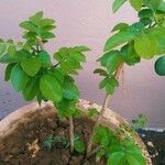 Plinia cauliflora Hoja