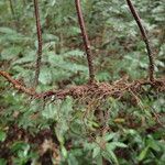 Pteris repens Inny