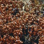 Sedum andegavense Цветок