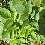 Sambucus canadensis Blad