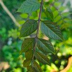 Decaisnea insignis Hoja