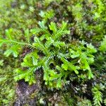 Selaginella kraussiana Blatt