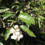 Syzygium lifuanum ᱡᱚ