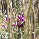 Matthiola incana Fruto