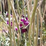 Matthiola incana Fruit