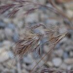 Bromus rubens Flower