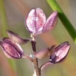 Lepidium nitidum Fruit