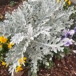 Senecio maritimus Blad