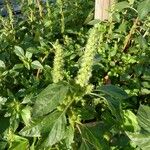 Amaranthus powellii Květ