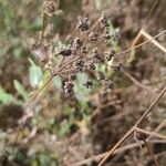 Sium sisarum Fruto