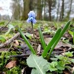 Muscari azureum Lorea