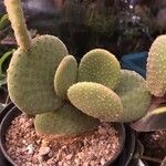 Tacinga inamoena Hoja