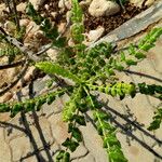 Boswellia sacra Leaf