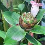 Costus afer Λουλούδι