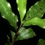 Quiina leptoclada Hoja