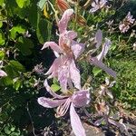 Bauhinia purpurea Floare