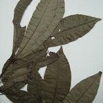 Anacardium spruceanum Leaf