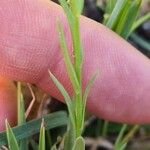 Polygala monspeliaca 叶