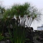 Cyperus papyrus Прочее