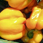 Capsicum annuum Fruit