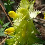 Rhinanthus major Blomma