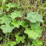 Alchemilla glabra Liść