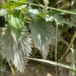 Urtica incisa List