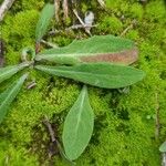 Aetheorhiza bulbosa Leaf