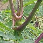 Dahlia imperialis Bark