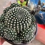 Rebutia minuscula Листок